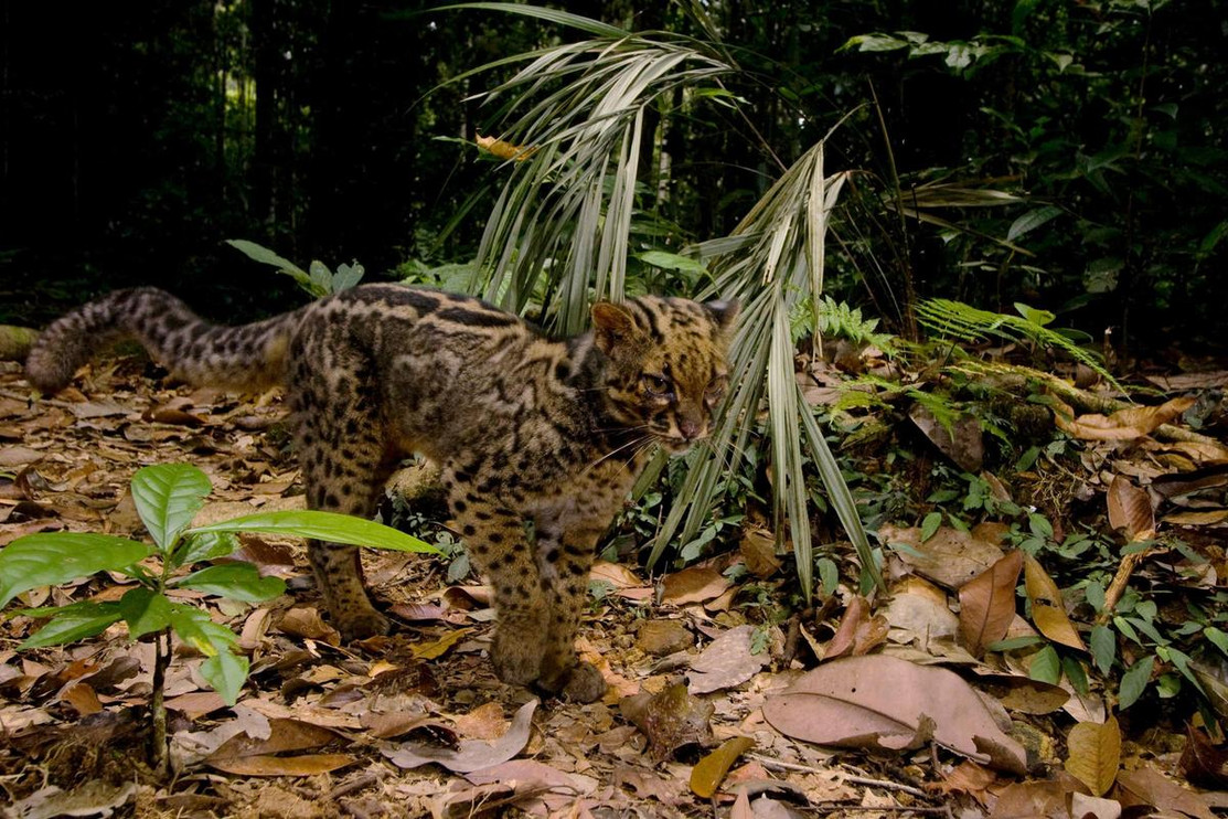 Marbled cat